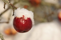 Winterapfel