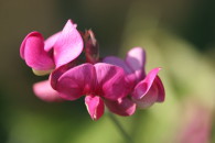 Im Garten